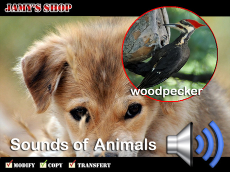 Second Life Marketplace - Sound - Woodpecker 2 CP